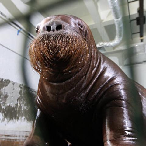 Купленные фирмой в Ялте моржи из "китовой тюрьмы" остаются под арестом  